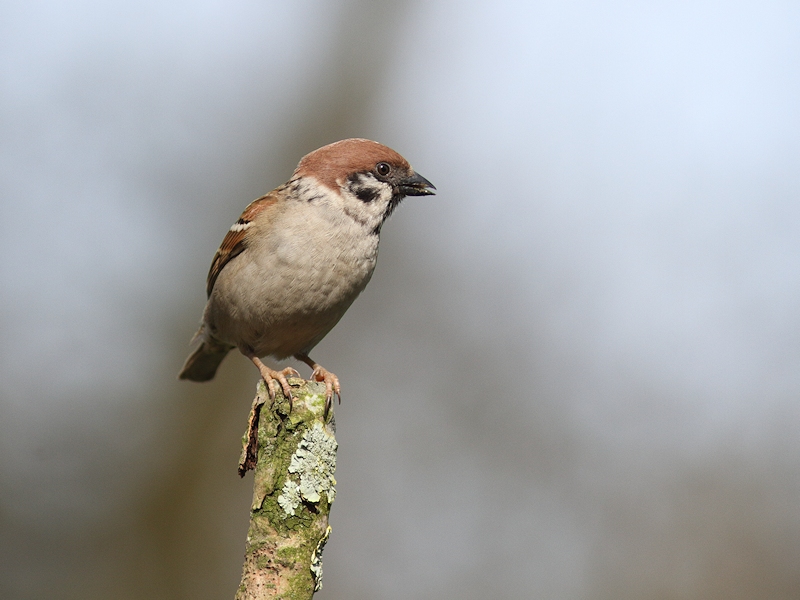 Vogels